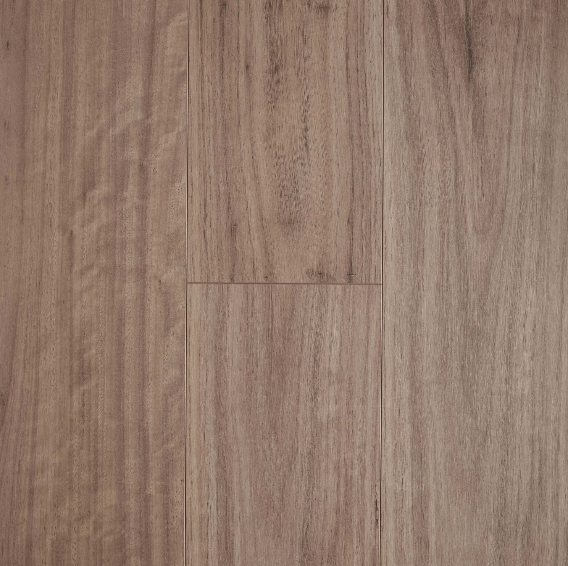 Blackbutt