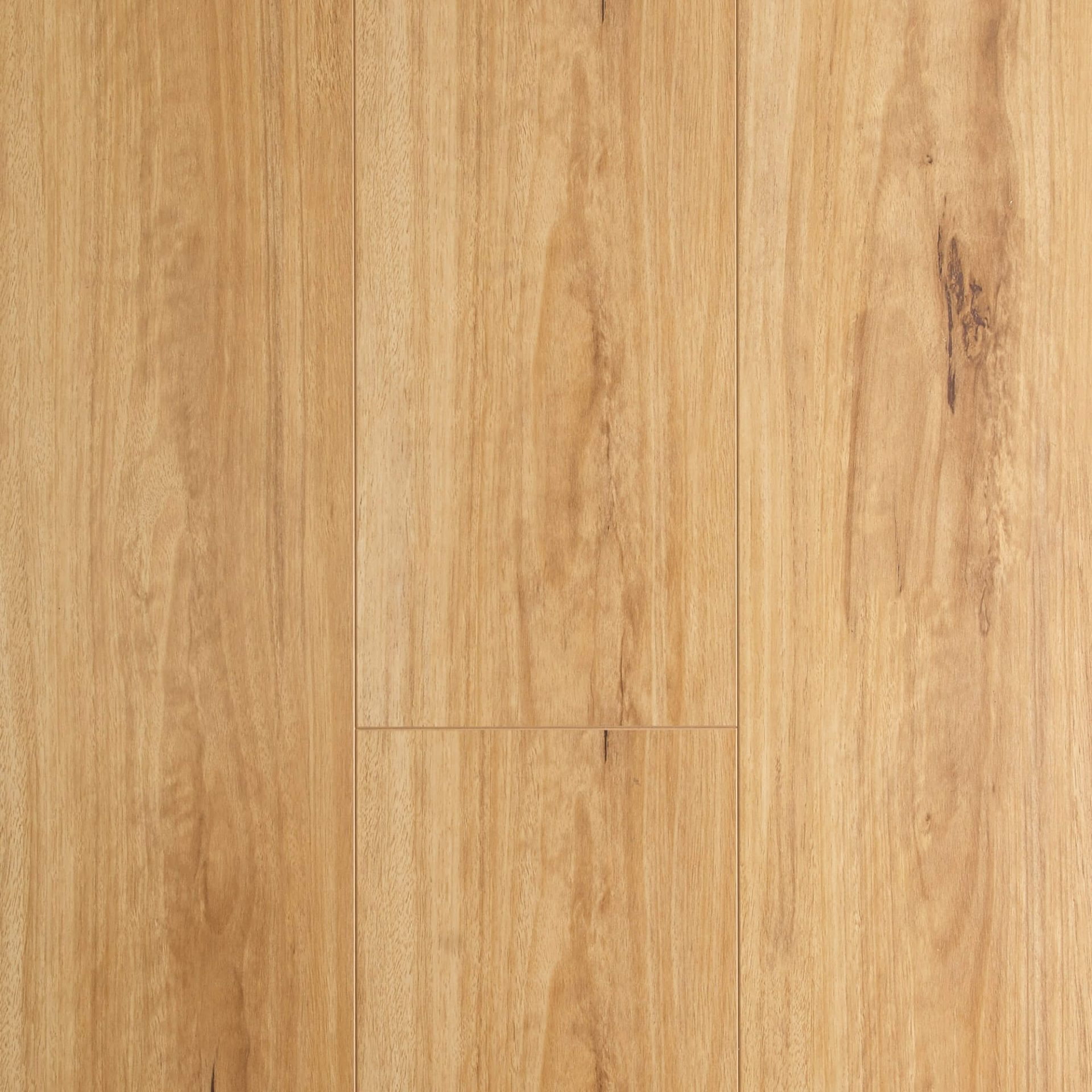 Blackbutt