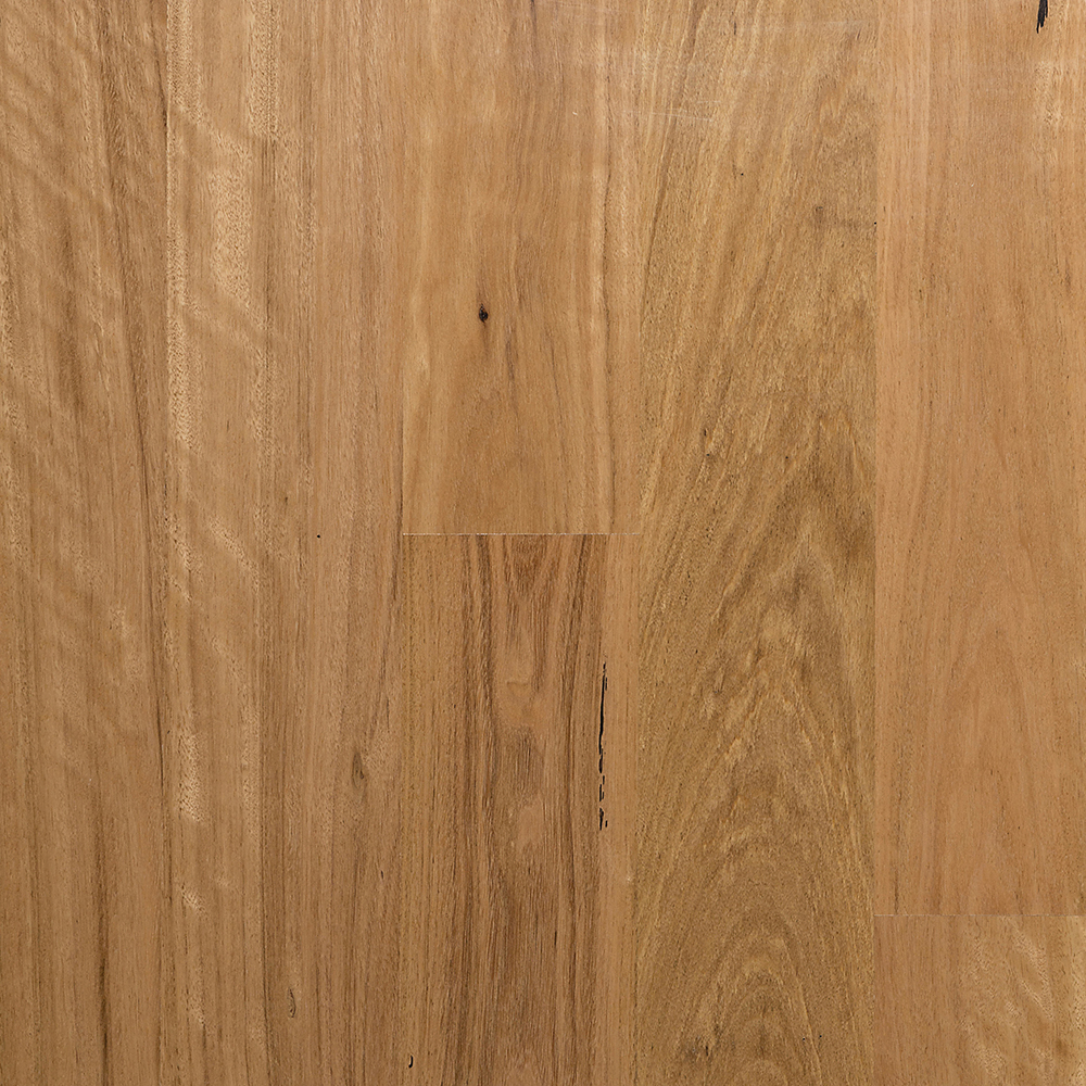 MB Blackbutt