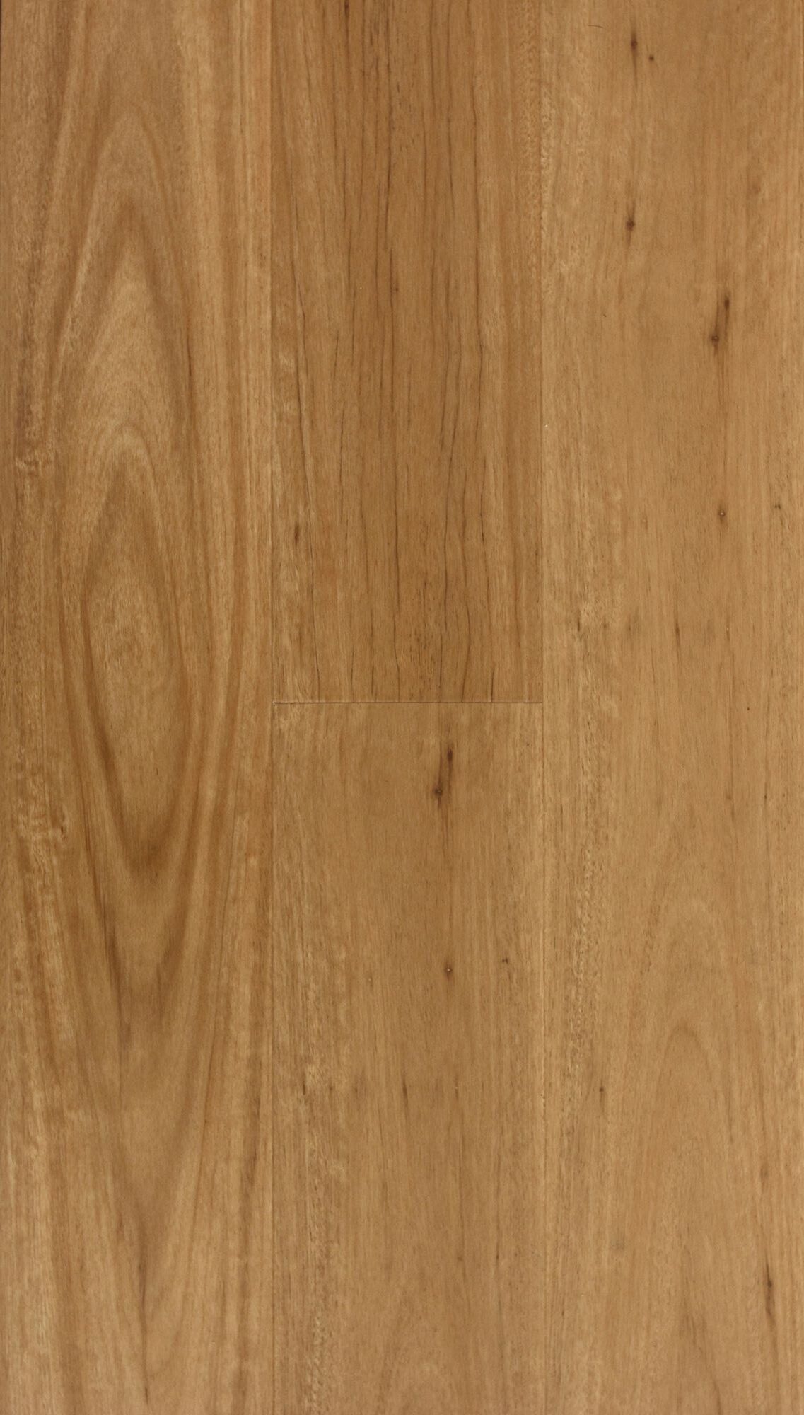 Coastal Blackbutt