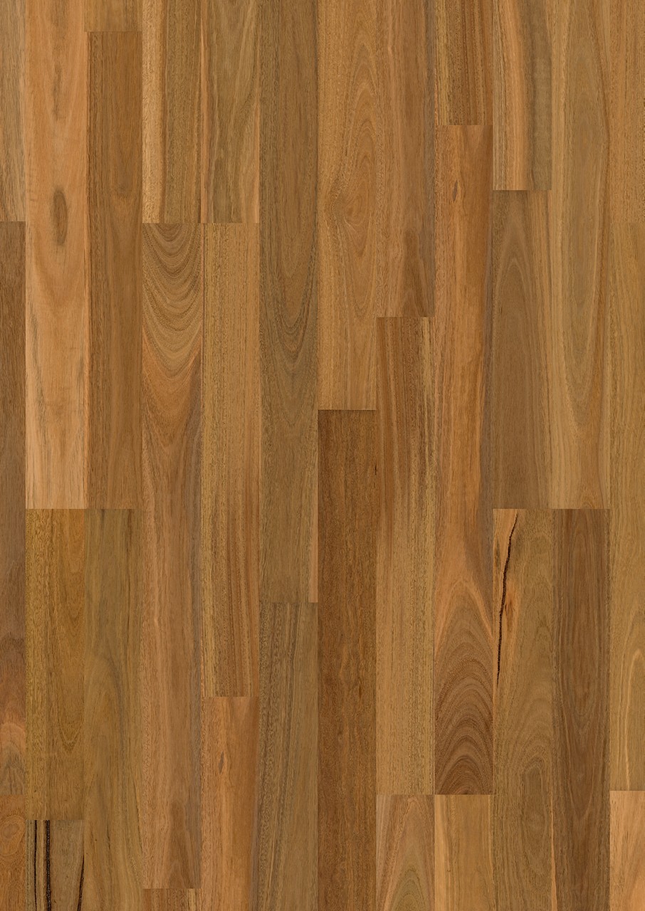 Spotted gum 2 strip high sheen
